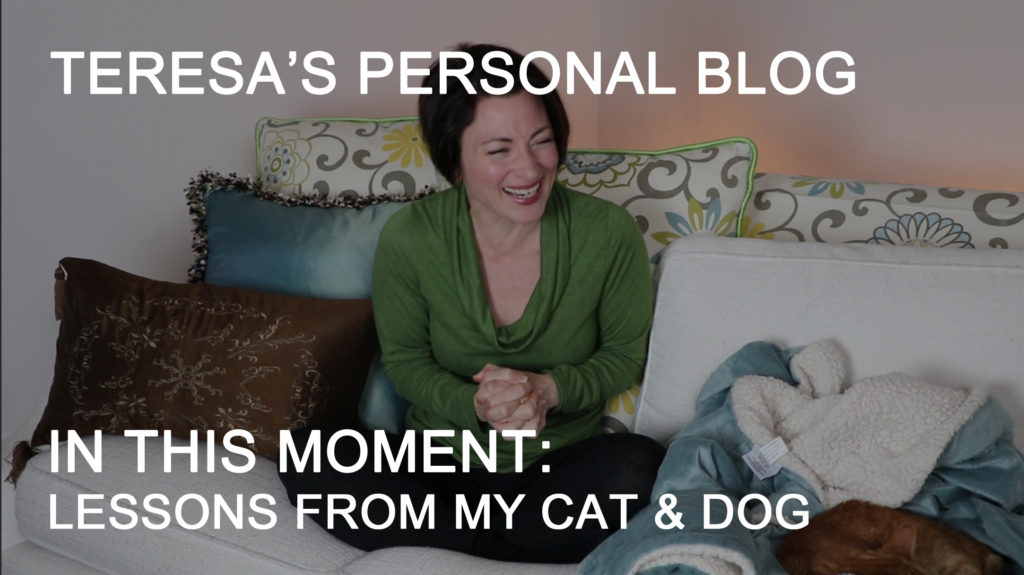 This Moment - lessons from my cat and dog